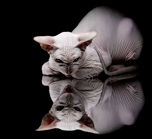 火箭决胜局带走雷霆，英格拉姆成为关键先生